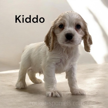 puppy, for, sale, Cocker Spaniel, Joe & Cherri  Overlease, dog, breeder, Miller, MO, dog-breeder, puppy-for-sale, forsale, nearby, find, puppyfind, locator, puppylocator, aca